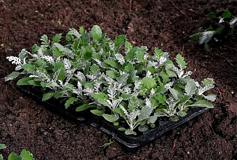 В Геленджике высадят 150 тысяч растений в рамках осеннего озеленения