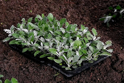 В Геленджике высадят 150 тысяч растений в рамках осеннего озеленения