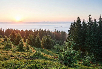 Учёные создали адаптивные модели для точного прогнозирования цен на лес