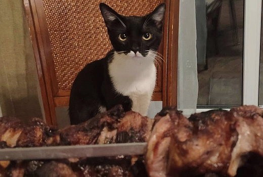 Брысь отсюда! Как отучить кота лазить по столу