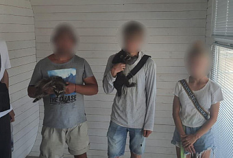 Фотографов-живодеров с енотами задержали на набережной Анапы