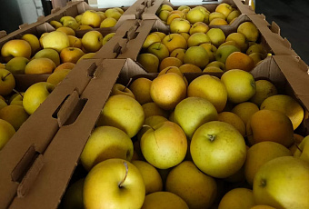 На Кубани разрабатывают технологию производства сидра из южных яблок