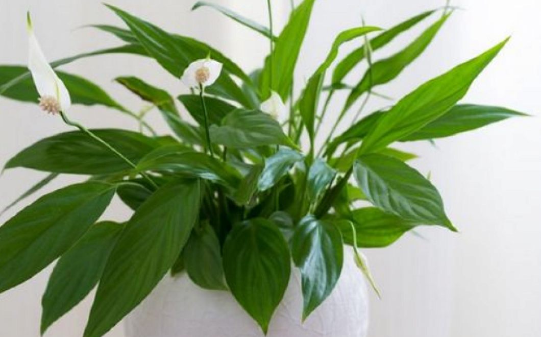 Правила ухода за спатифиллумом