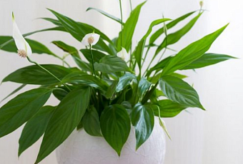 Правила ухода за спатифиллумом