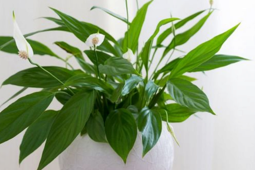 Правила ухода за спатифиллумом
