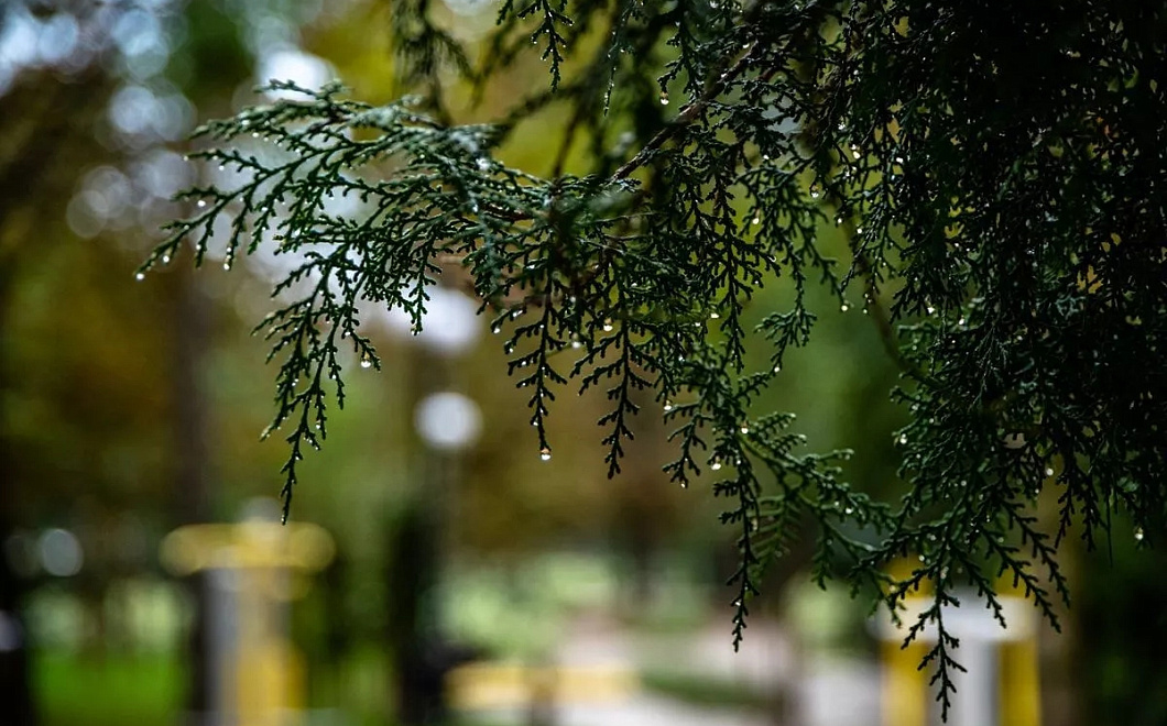 Дожди вновь прольются в Краснодарском крае 26 марта: похолодания не ожидается, воздух прогреется до +18