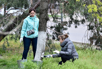 Известь, глина, купорос: как правильно белить деревья