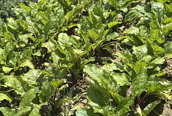 Кубань вошла в число лидеров России по урожайности сахарной свеклы