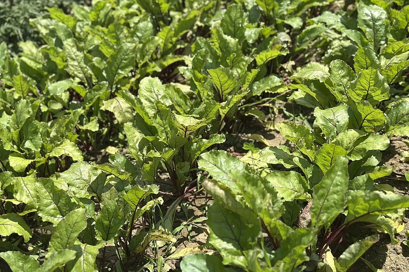 Кубань вошла в число лидеров России по урожайности сахарной свеклы