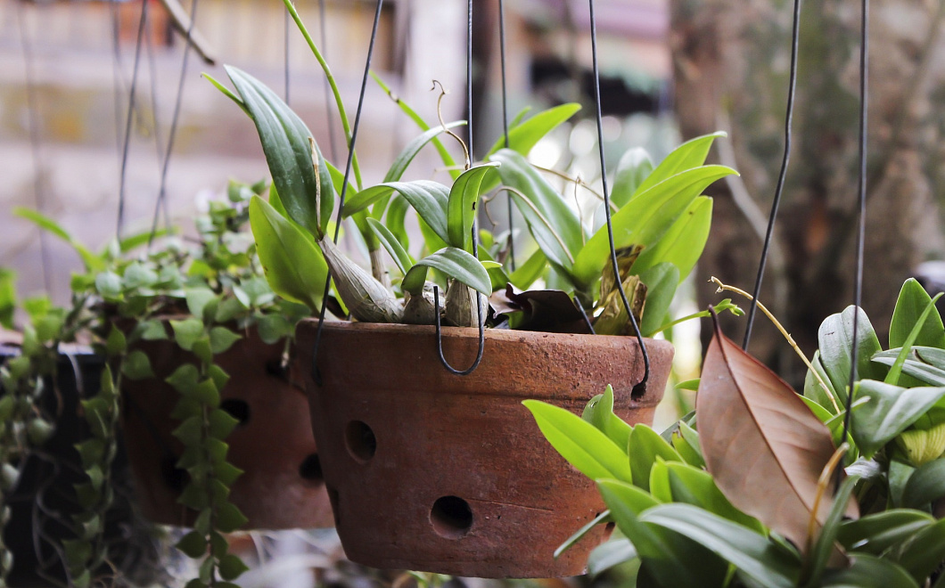 Зеленая зона: какие растения лучше всего очищают воздух в комнатах