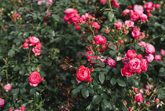 Букет из собственного сада: цветы для яркого летнего наслаждения