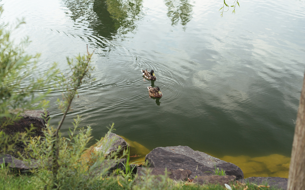 Павла Дурова могут оштрафовать на $70 за купание в горном озере Казахстана