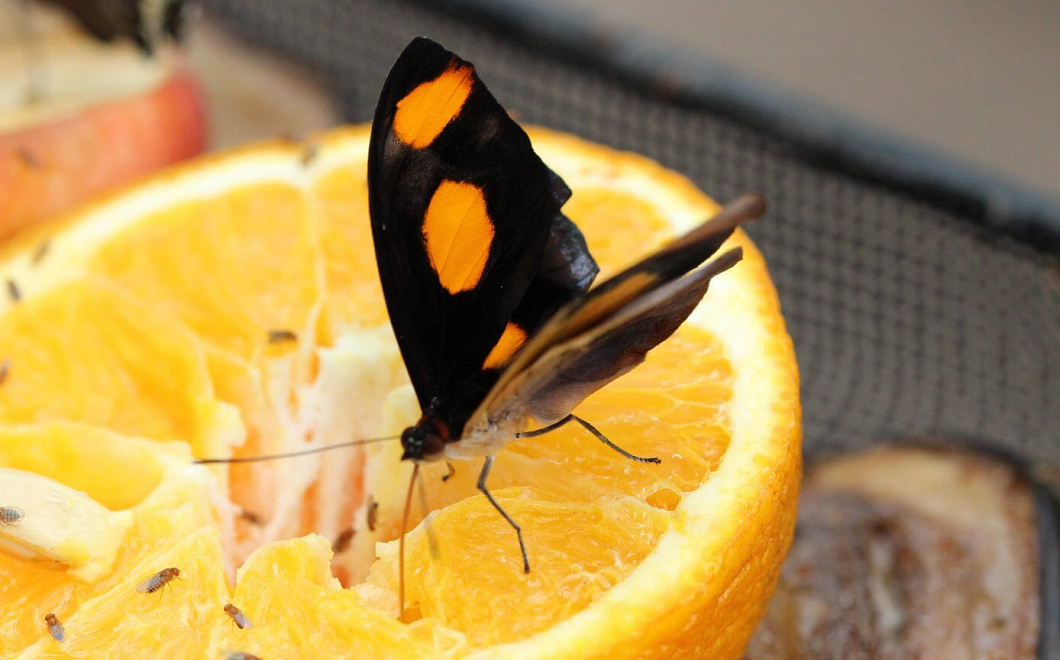 Насекомые, которых можно есть: самые популярные