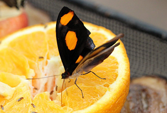 Насекомые, которых можно есть: самые популярные