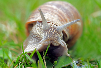 Улитка вернет молодость кожи?