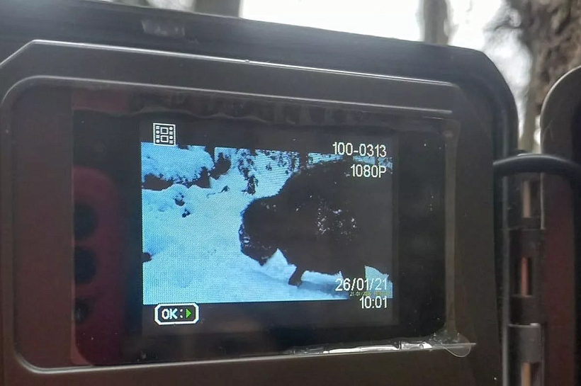 Впервые за несколько десятилетий зубра заметили в пойме реки Белая на Кубани