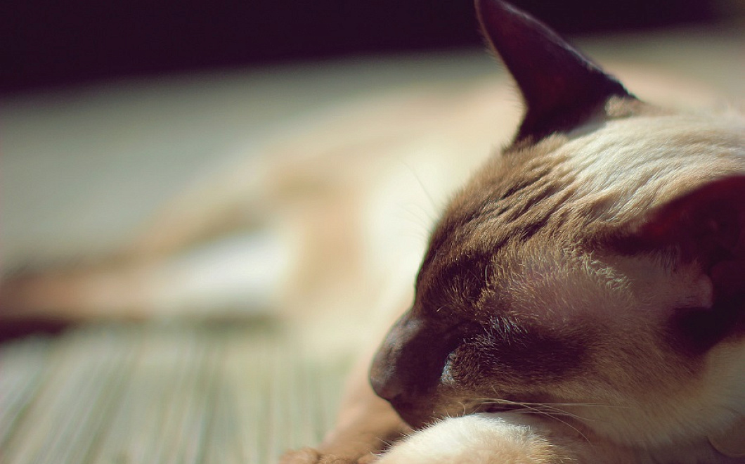 Почему коты все время спят днем, а по ночам будят хозяев