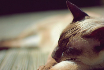 Почему коты все время спят днем, а по ночам будят хозяев