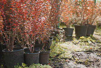 Радость в каждом кустике: что можно посадить в своем саду