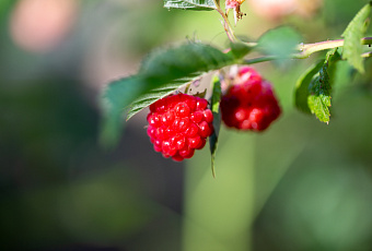 Прекрасные соседи: какие кусты можно посадить рядом со своим огородом