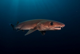 Плащеносная акула: древний хищник из глубин океана