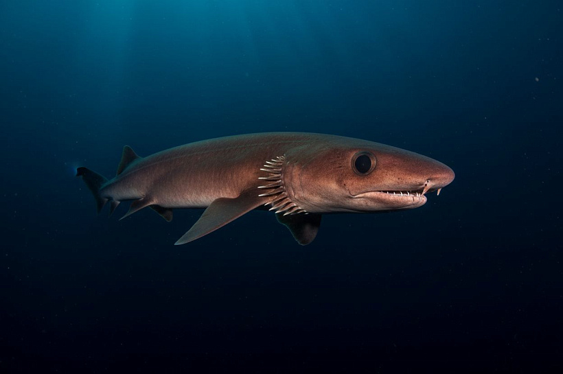 Плащеносная акула: древний хищник из глубин океана