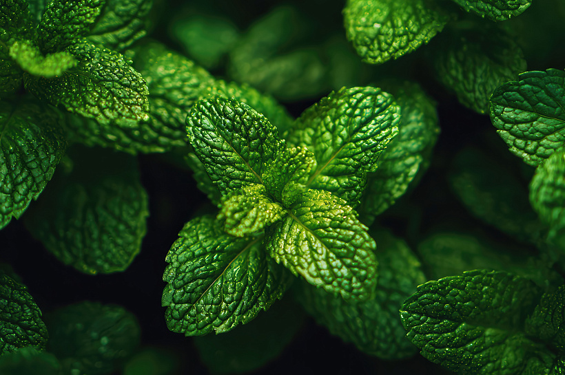 Зеленый диктор для здоровья: чем полезна мята