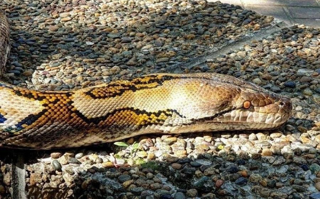 Мужчина в центре Ростова показал своего огромного питона