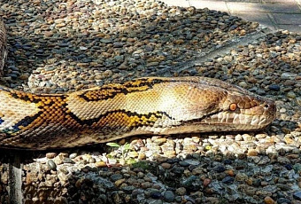 Мужчина в центре Ростова показал своего огромного питона