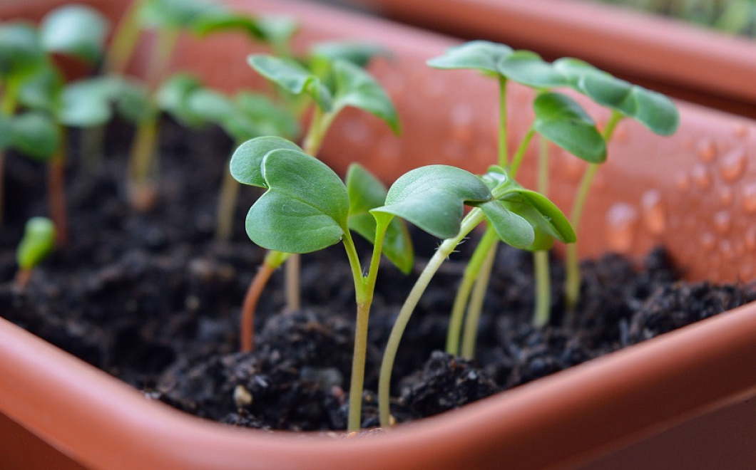 Как быстро прорастить семена: выбираем лучшие стимуляторы 