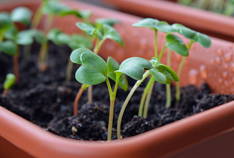 Как быстро прорастить семена: выбираем лучшие стимуляторы 