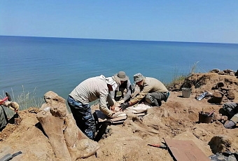 Уникальные останки слонов и носорогов на Тамани исчезнут через 2-3 года из-за обвала берега