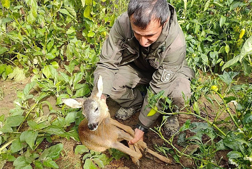 Детеныша косули спасли в частном доме под Сочи после падения со стены