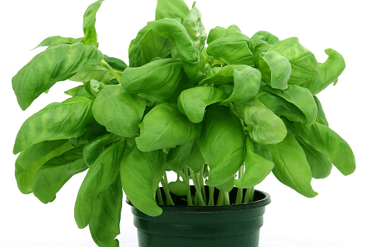 Почему комнатные растения и травы из супермаркетов не могут прижиться у нас дома