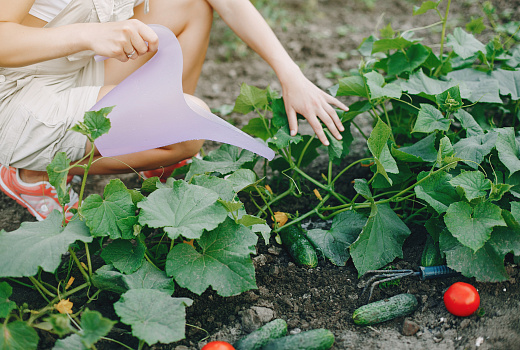 Огурцы с горчинкой: почему так бывает и как этого избежать