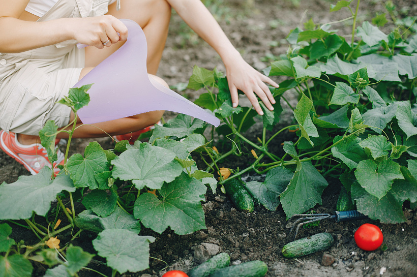 Огурцы с горчинкой: почему так бывает и как этого избежать