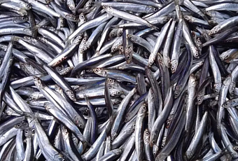 Ученые провели масштабное исследование запасов хамсы и тюльки в Азовском море