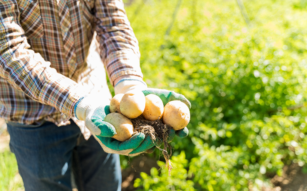 Картофель благодарит: лучшие удобрения для богатого урожая