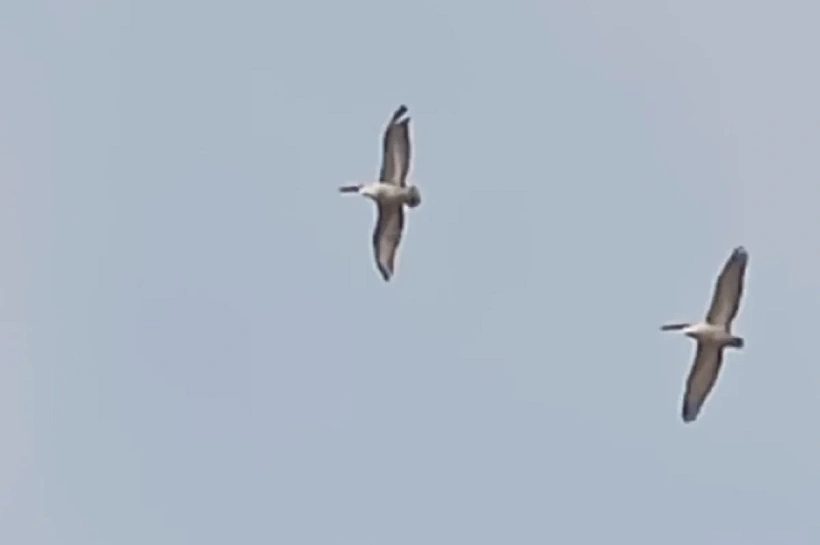Пару редких кудрявых пеликанов сняли на видео в Краснодарском крае