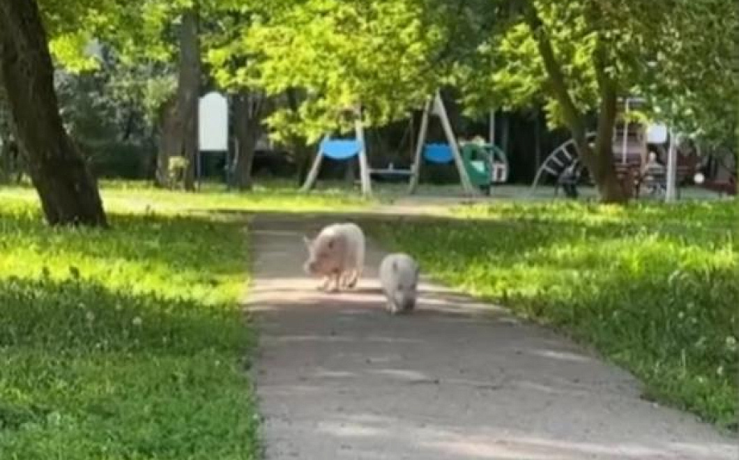 Две свиньи прогулялись по улице столицы и насмешили пользователей сети