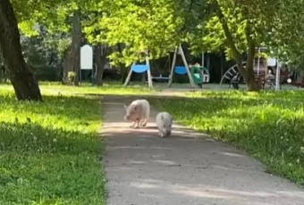 Две свиньи прогулялись по улице столицы и насмешили пользователей сети