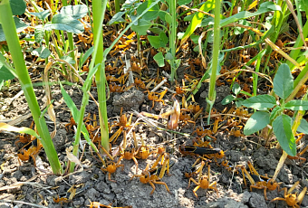 Саранча атакует: на Кубани выявили 89 очагов заражения опасным вредителем 