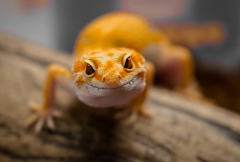 Призрак геккона выселил женщину из дома