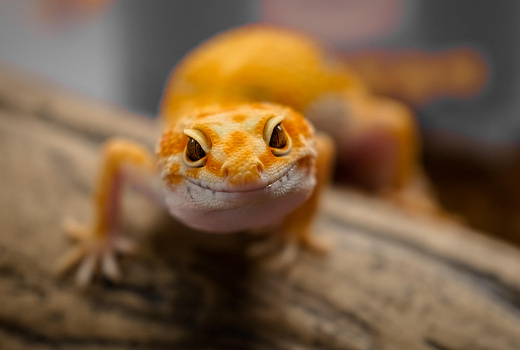 Призрак геккона выселил женщину из дома