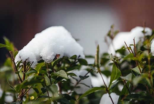 Бесснежная зима может стать проблемой для огородников