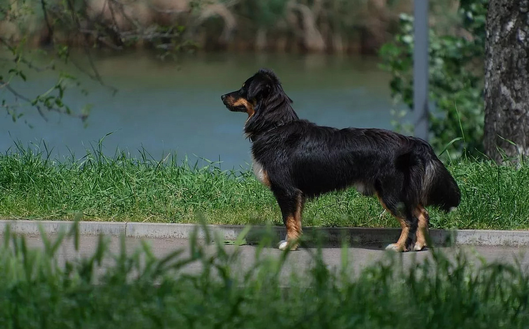 Учёные создали ИИ-систему для оценки тревожности и агрессии у собак