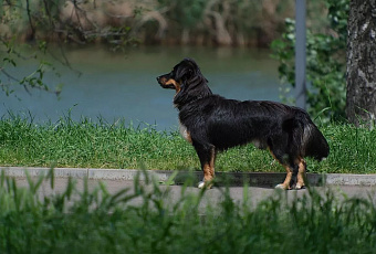 Учёные создали ИИ-систему для оценки тревожности и агрессии у собак