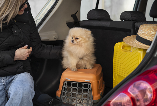 Red Wings разрешила перевозить животных на соседнем кресле в самолете с весом до 23 кг