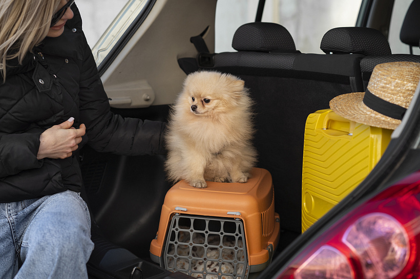 Red Wings разрешила перевозить животных на соседнем кресле в самолете с весом до 23 кг