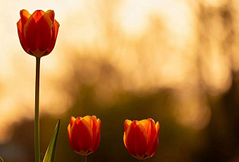 Розы, хризантемы и тюльпаны правят бал: на три цветка приходится 75% продаж в России